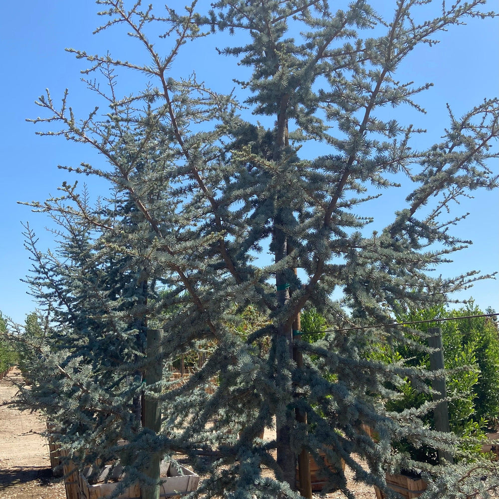 
                      
                        Blue Atlas Cedar - Cedrus Atlantica Glauca - Pulled Nursery
                      
                    