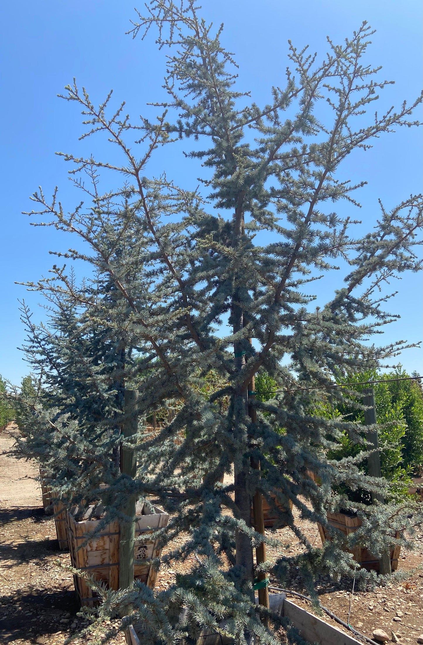 Blue Atlas Cedar - Cedrus Atlantica Glauca - Pulled Nursery