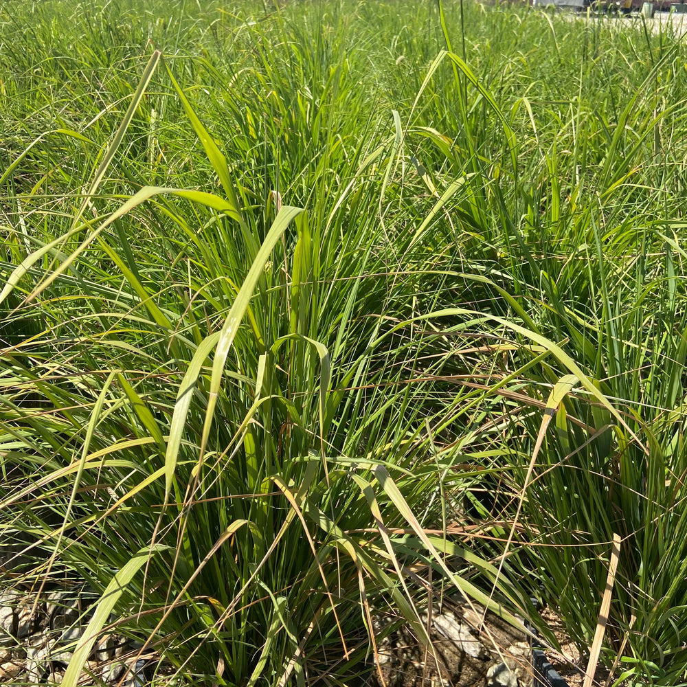 
                      
                        Korean Feather Reed Grass - Calamagrostis Brachytricha - Pulled Nursery
                      
                    