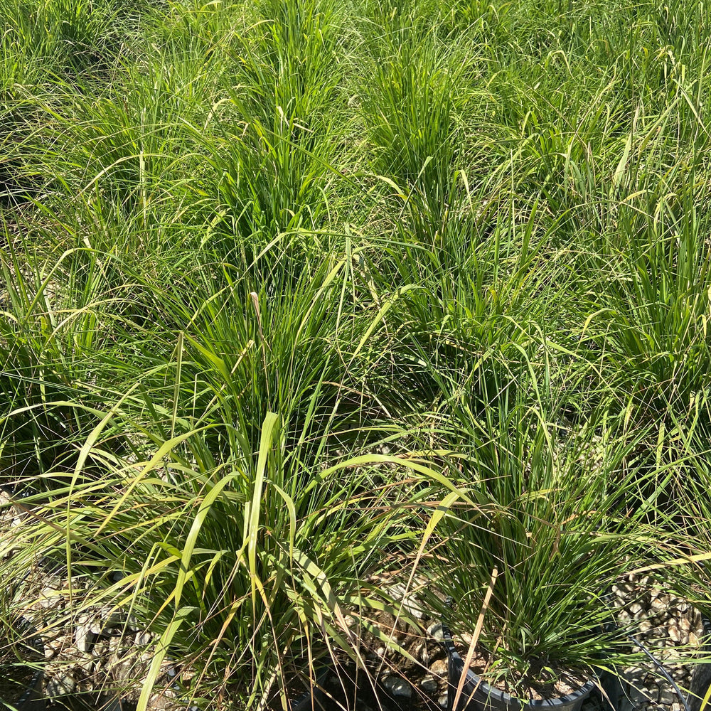 
                      
                        Korean Feather Reed Grass - Calamagrostis Brachytricha - Pulled Nursery
                      
                    