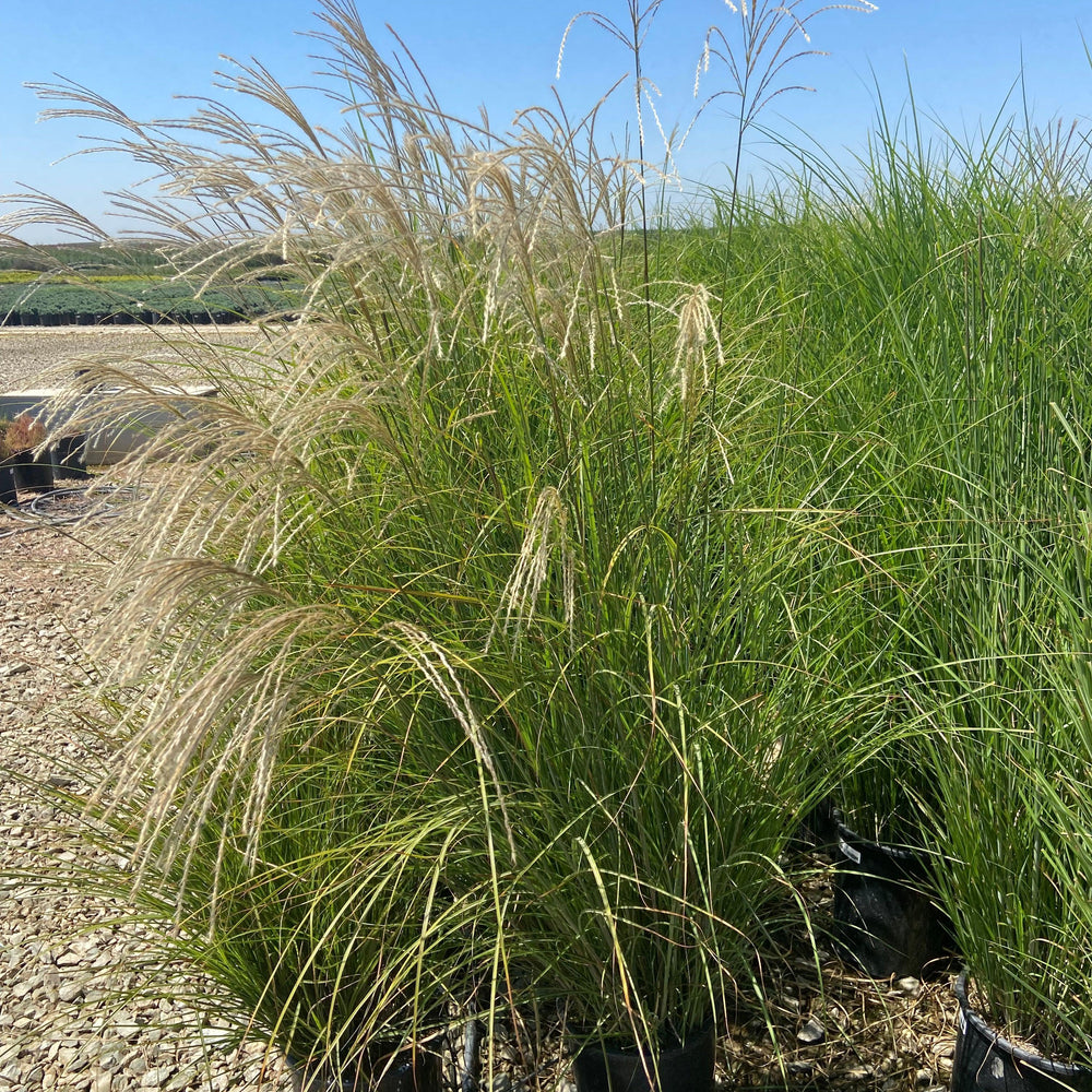 
                      
                        Chinese Silver Grass - Miscanthus Sinensis - Pulled Nursery
                      
                    