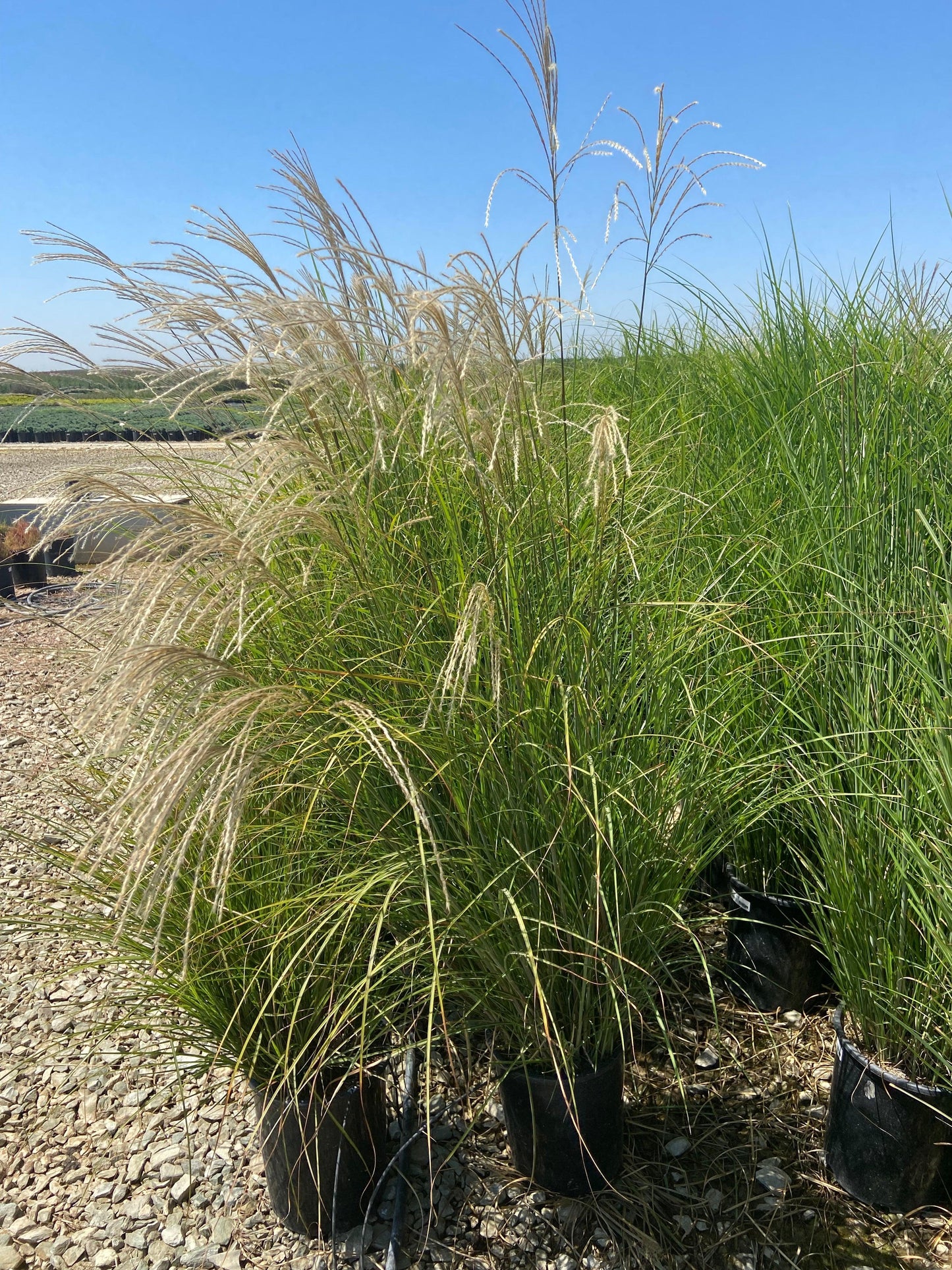 Chinese Silver Grass - Miscanthus Sinensis - Pulled Nursery