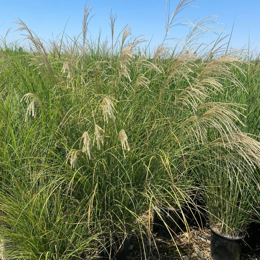 Chinese Silver Grass - Miscanthus Sinensis - Pulled Nursery