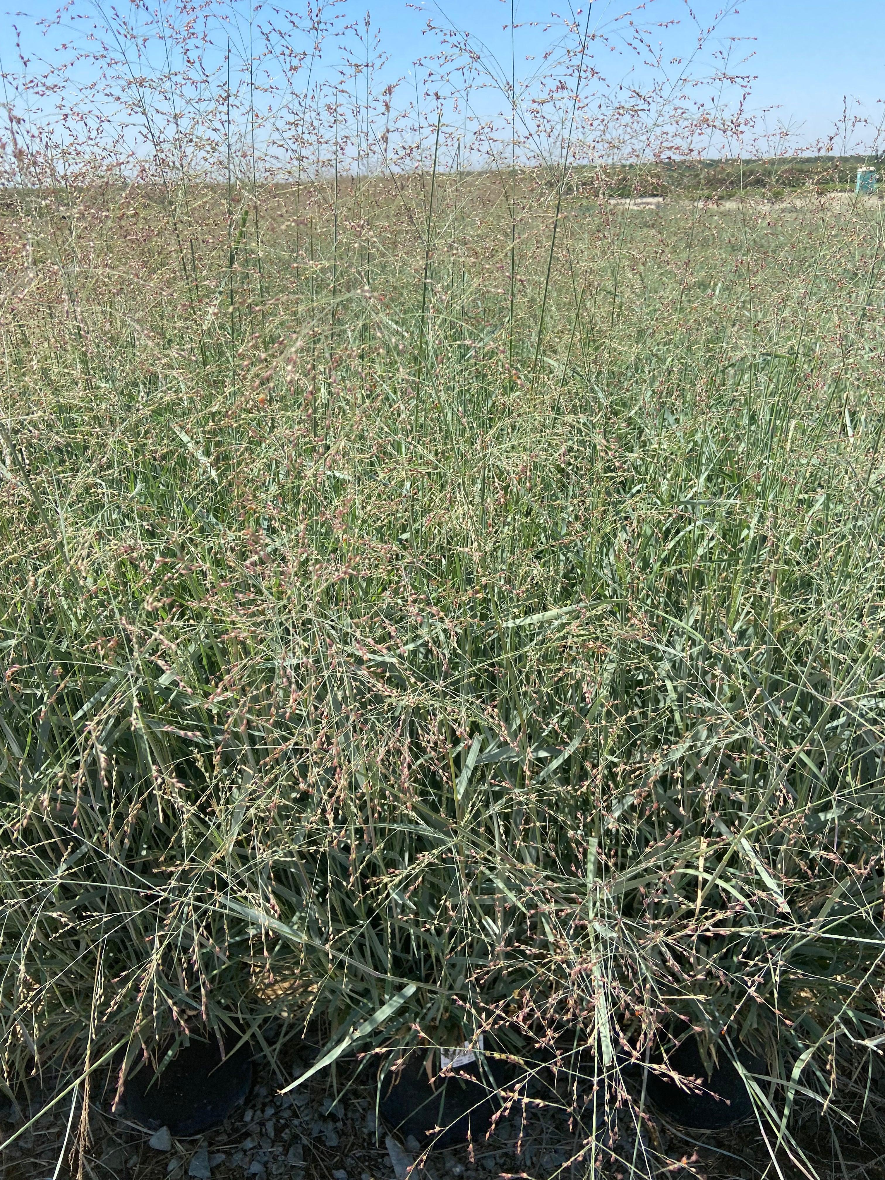 Switch Grass - Panicum Variegatum Prairie Sky – Yardwork
