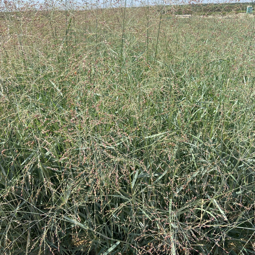 
                      
                        Switch Grass - Panicum Variegatum Prairie Sky - Pulled Nursery
                      
                    