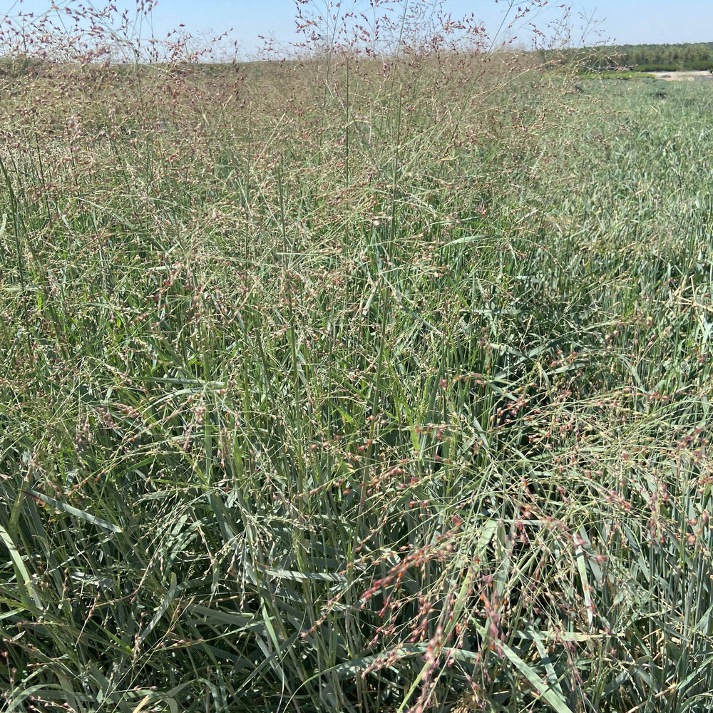 
                      
                        Switch Grass - Panicum Variegatum Prairie Sky - Pulled Nursery
                      
                    