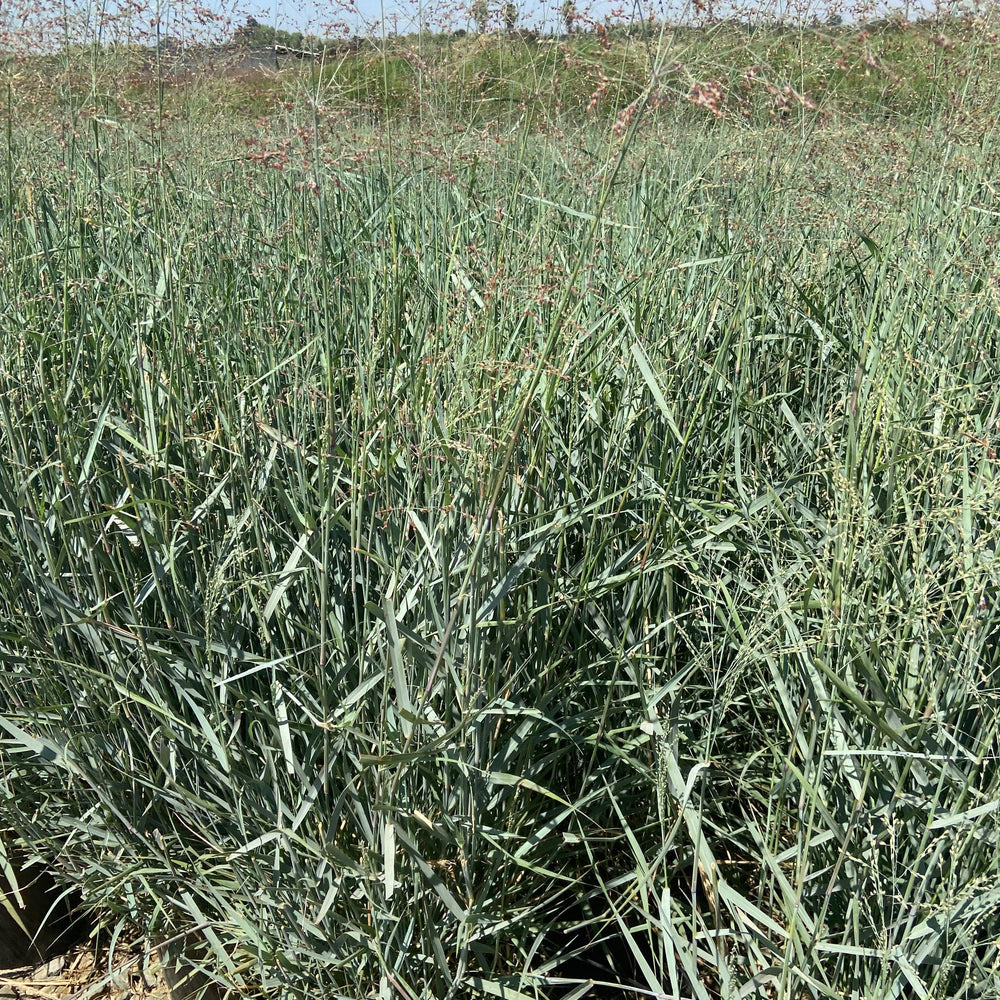 Switch Grass - Panicum Variegatum Prairie Sky - Pulled Nursery