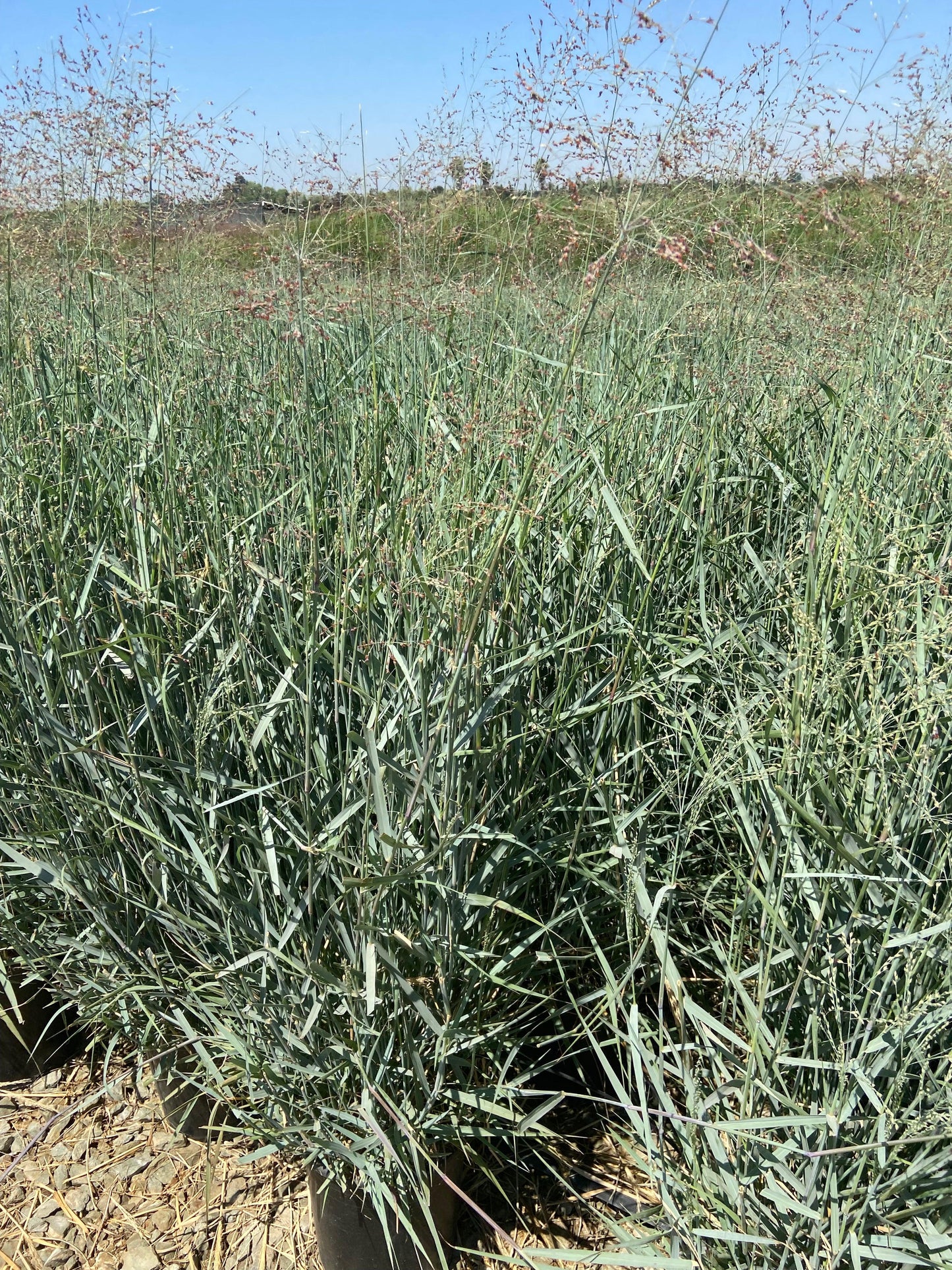 Switch Grass - Panicum Variegatum Prairie Sky - Pulled Nursery