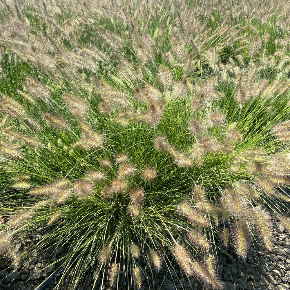 Little Bunny Dwarf Fountain Grass - Pennisetum Alopecuroides Little Bunny - Pulled Nursery