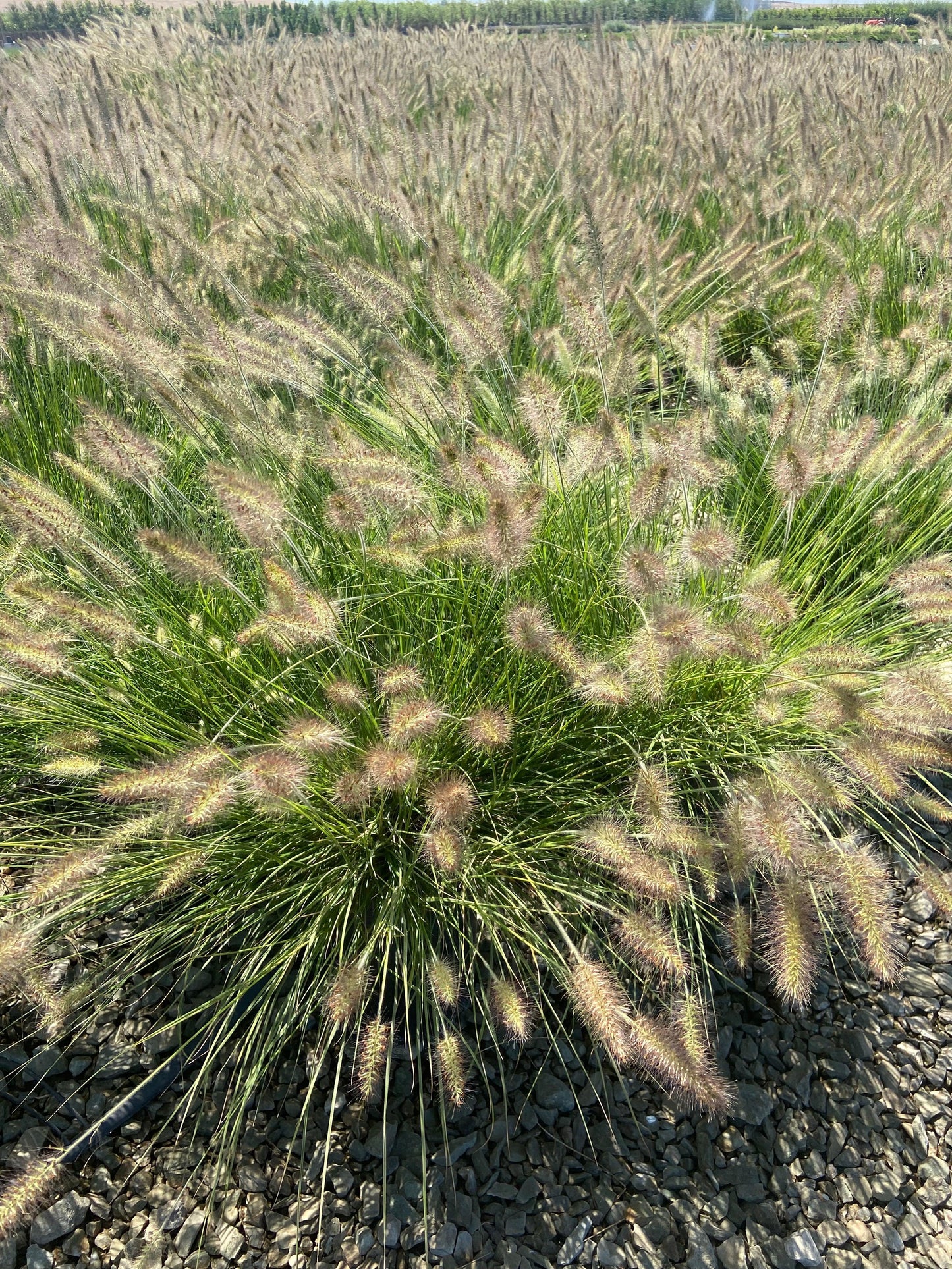 Little Bunny Dwarf Fountain Grass - Pennisetum Alopecuroides Little Bunny - Pulled Nursery