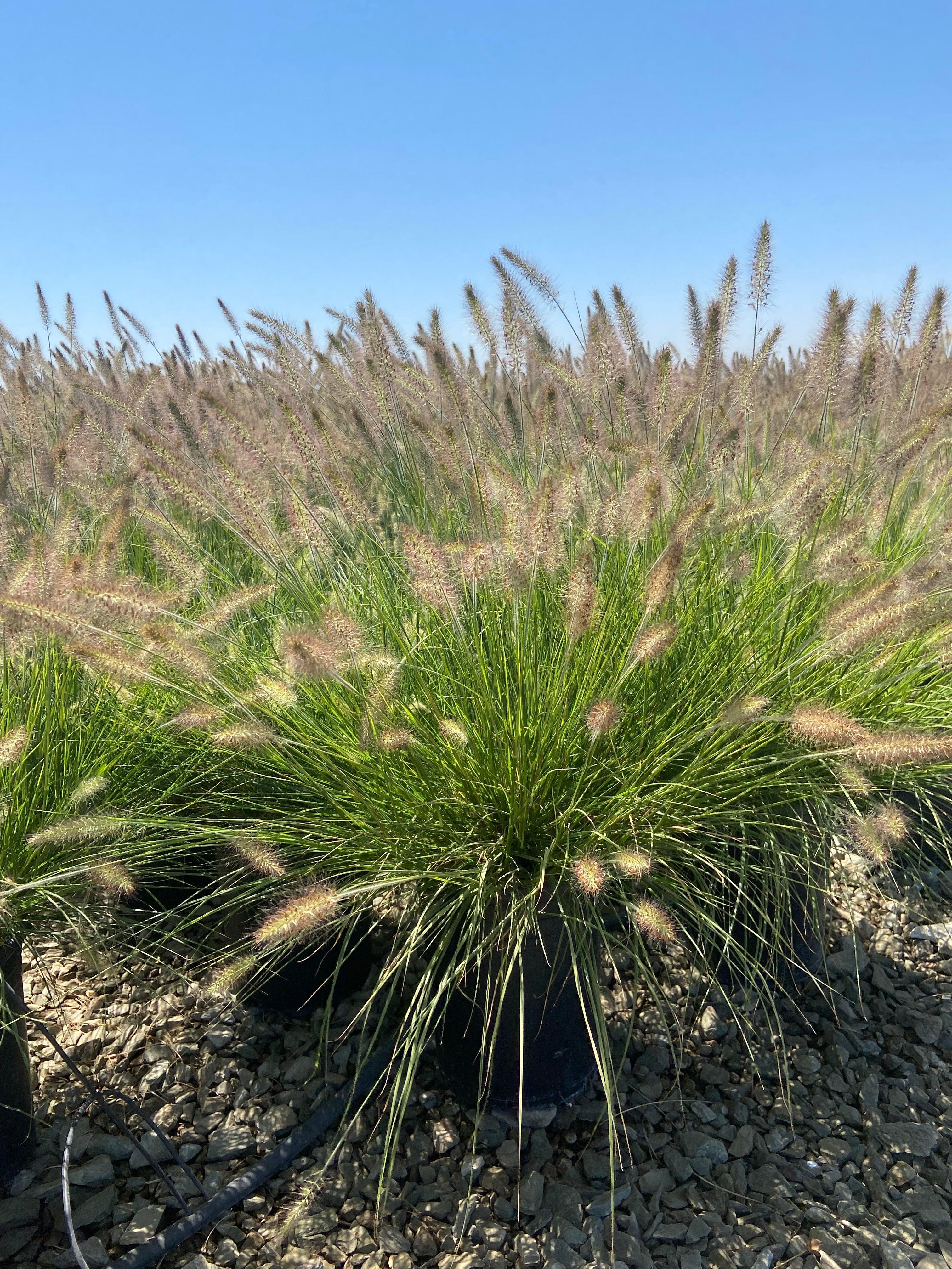 Pennisetum Little Bunny (Dwarf Fountain Grass) – Yardwork