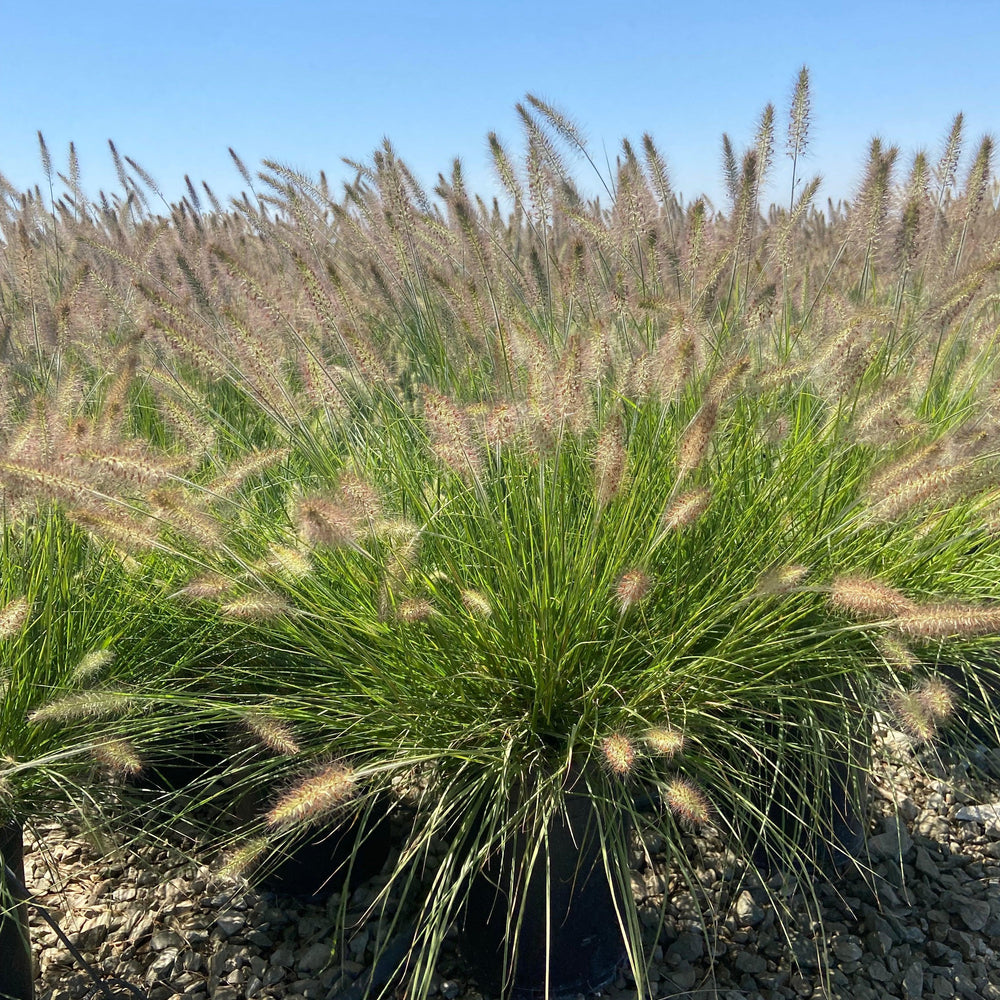 
                      
                        Little Bunny Dwarf Fountain Grass - Pennisetum Alopecuroides Little Bunny - Pulled Nursery
                      
                    