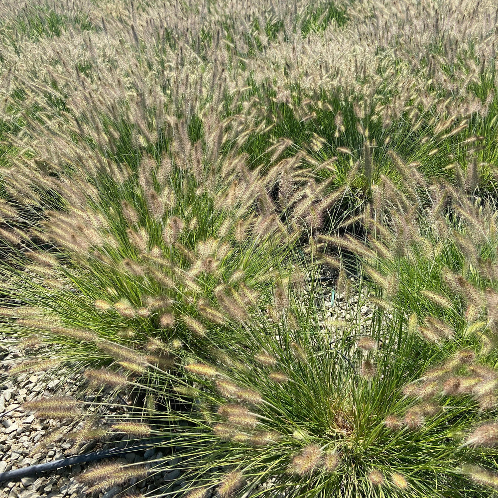 
                      
                        Little Bunny Dwarf Fountain Grass - Pennisetum Alopecuroides Little Bunny - Pulled Nursery
                      
                    