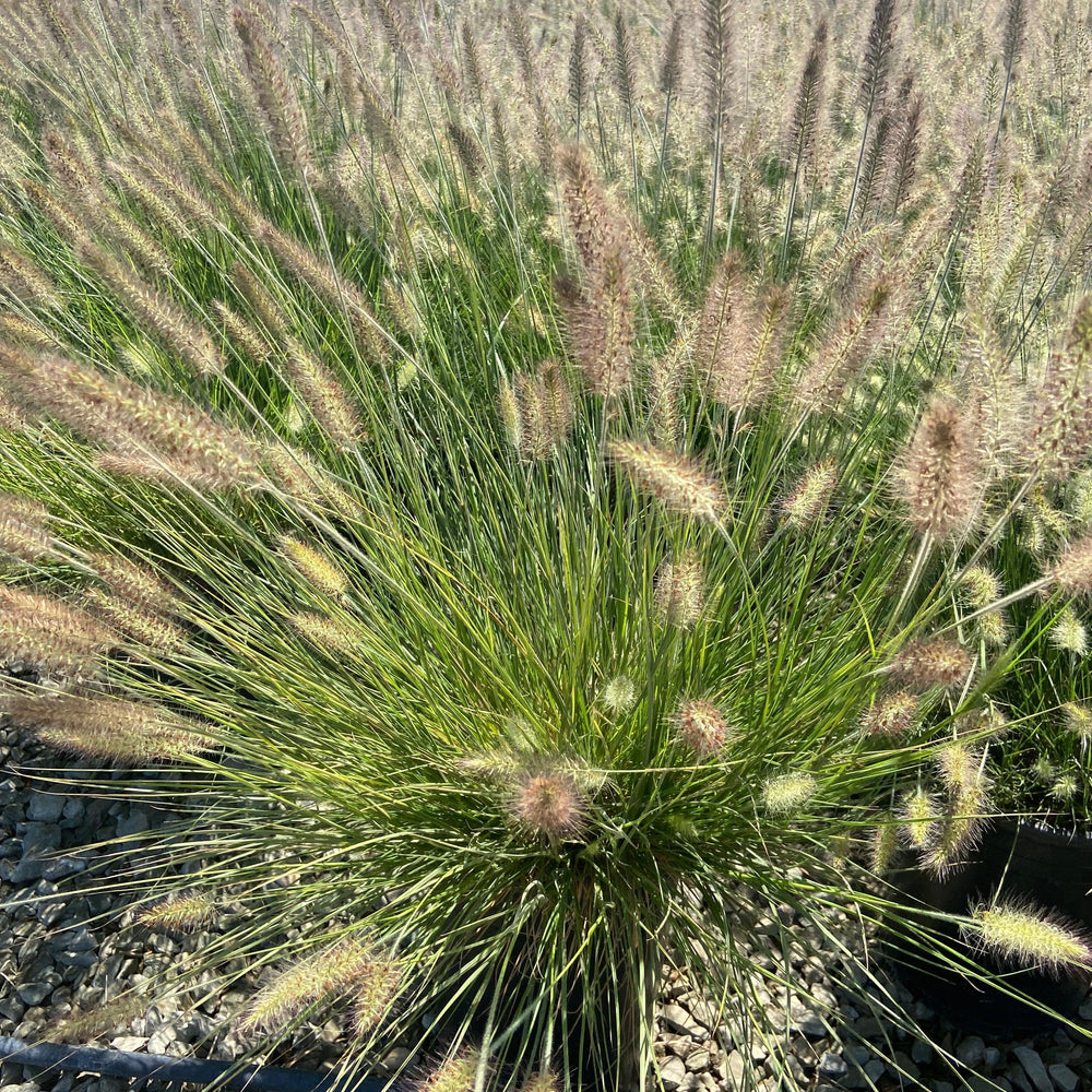 
                      
                        Little Bunny Dwarf Fountain Grass - Pennisetum Alopecuroides Little Bunny - Pulled Nursery
                      
                    