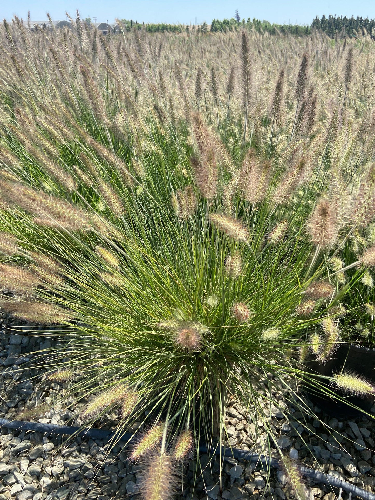 Little Bunny Dwarf Fountain Grass - Pennisetum Alopecuroides Little Bunny - Pulled Nursery