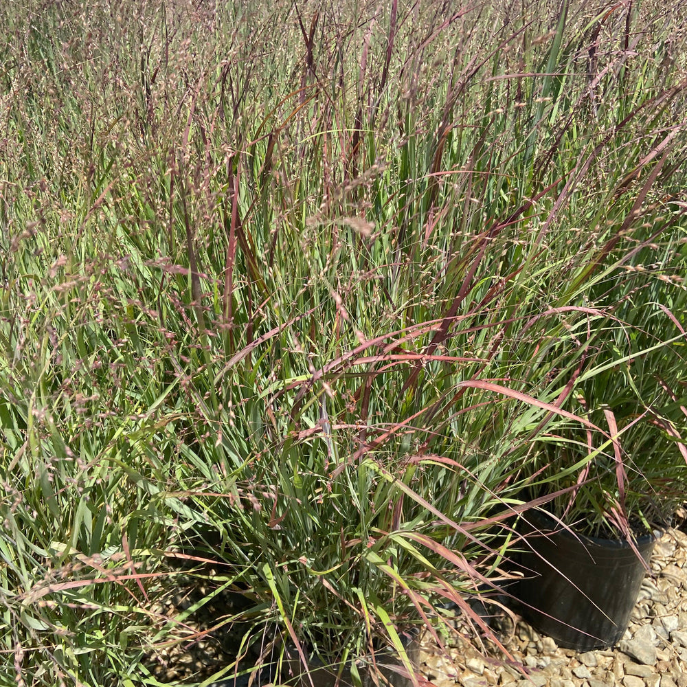 Shenandoah Switch Grass - Panicum Variegatum Shenandoa - Pulled Nursery