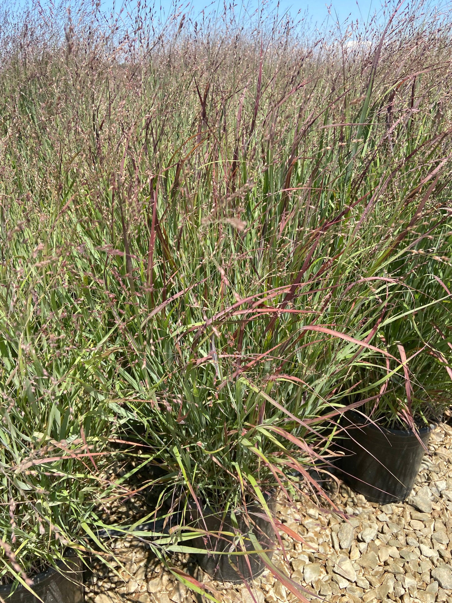 Shenandoah Switch Grass - Panicum Variegatum Shenandoa - Pulled Nursery