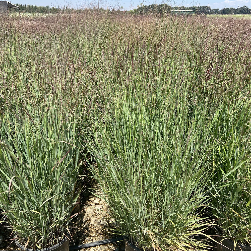 
                      
                        Shenandoah Switch Grass - Panicum Variegatum Shenandoa - Pulled Nursery
                      
                    