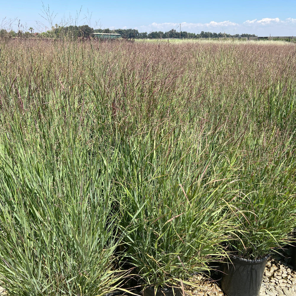 Shenandoah Switch Grass - Panicum Variegatum Shenandoa - Pulled Nursery