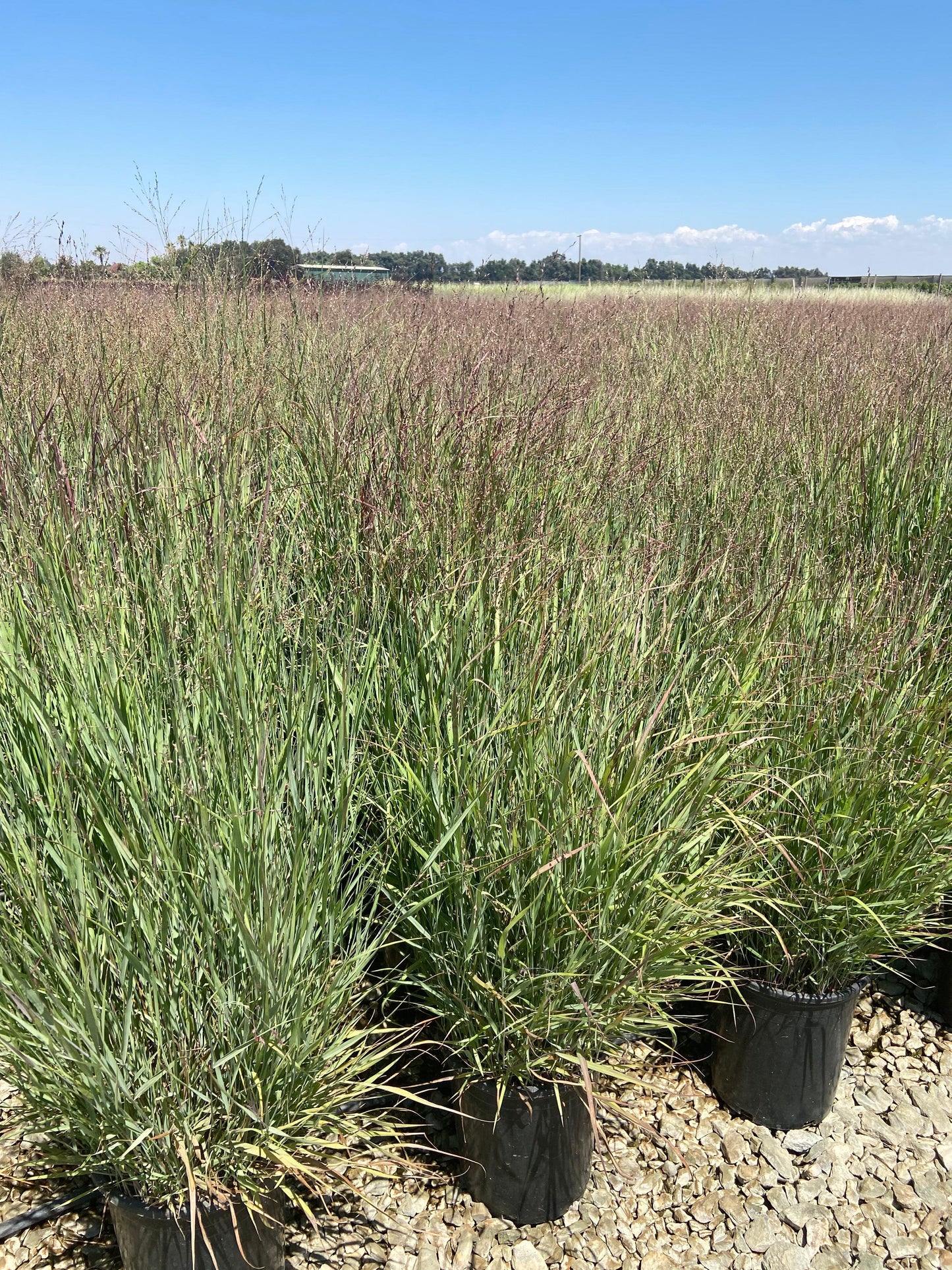 Shenandoah Switch Grass - Panicum Variegatum Shenandoa - Pulled Nursery