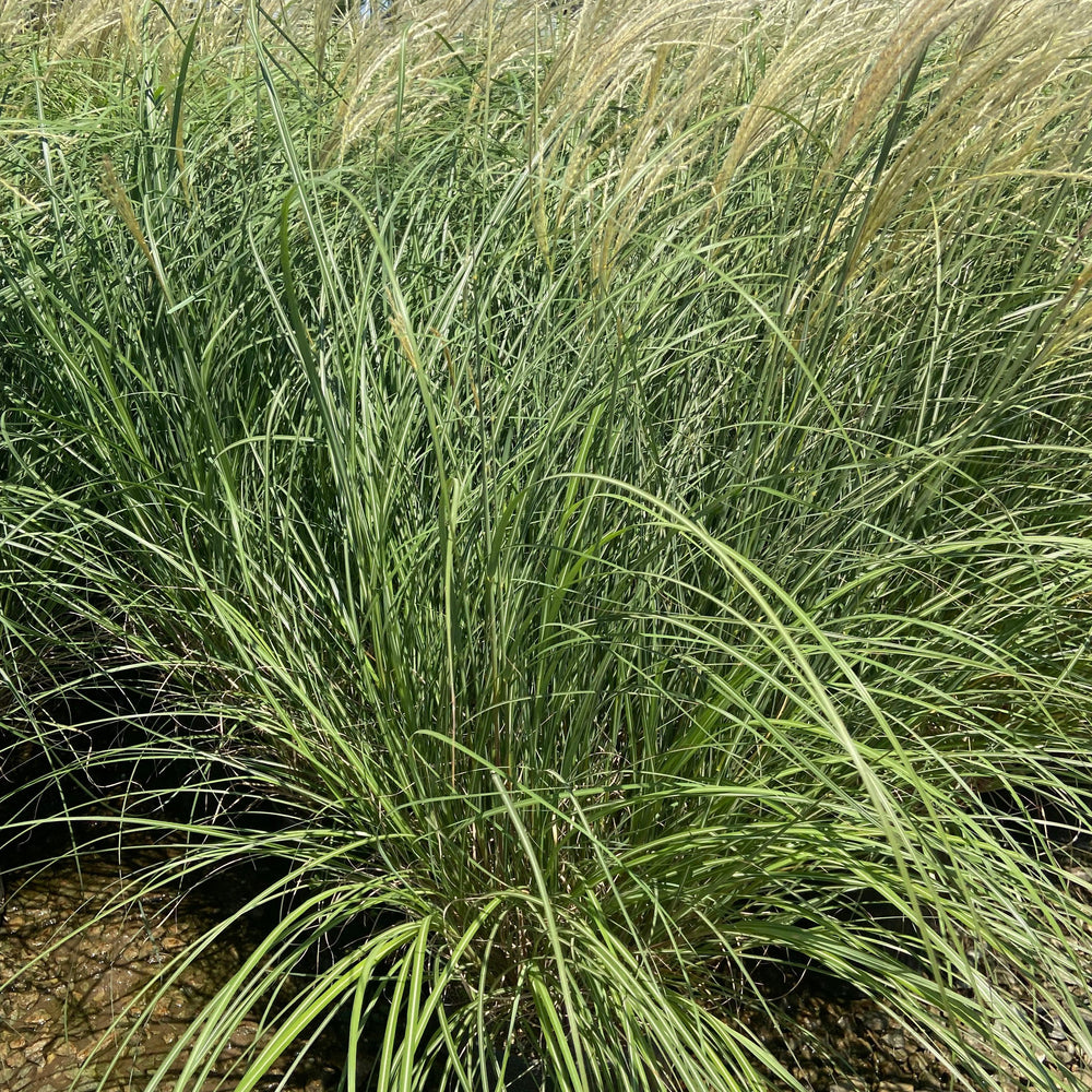 
                      
                        Dwarf Maiden Grass - Miscanthus Sinensis Adagio - Pulled Nursery
                      
                    