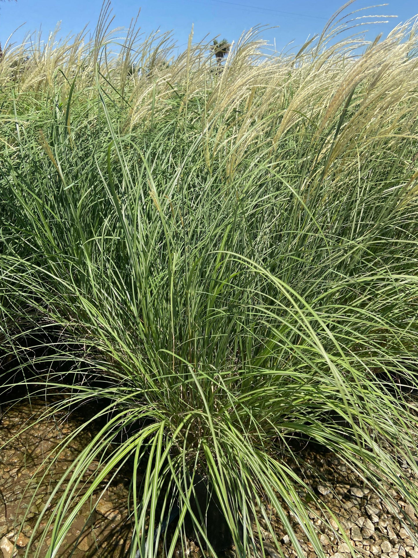 Dwarf Maiden Grass - Miscanthus Sinensis Adagio - Pulled Nursery