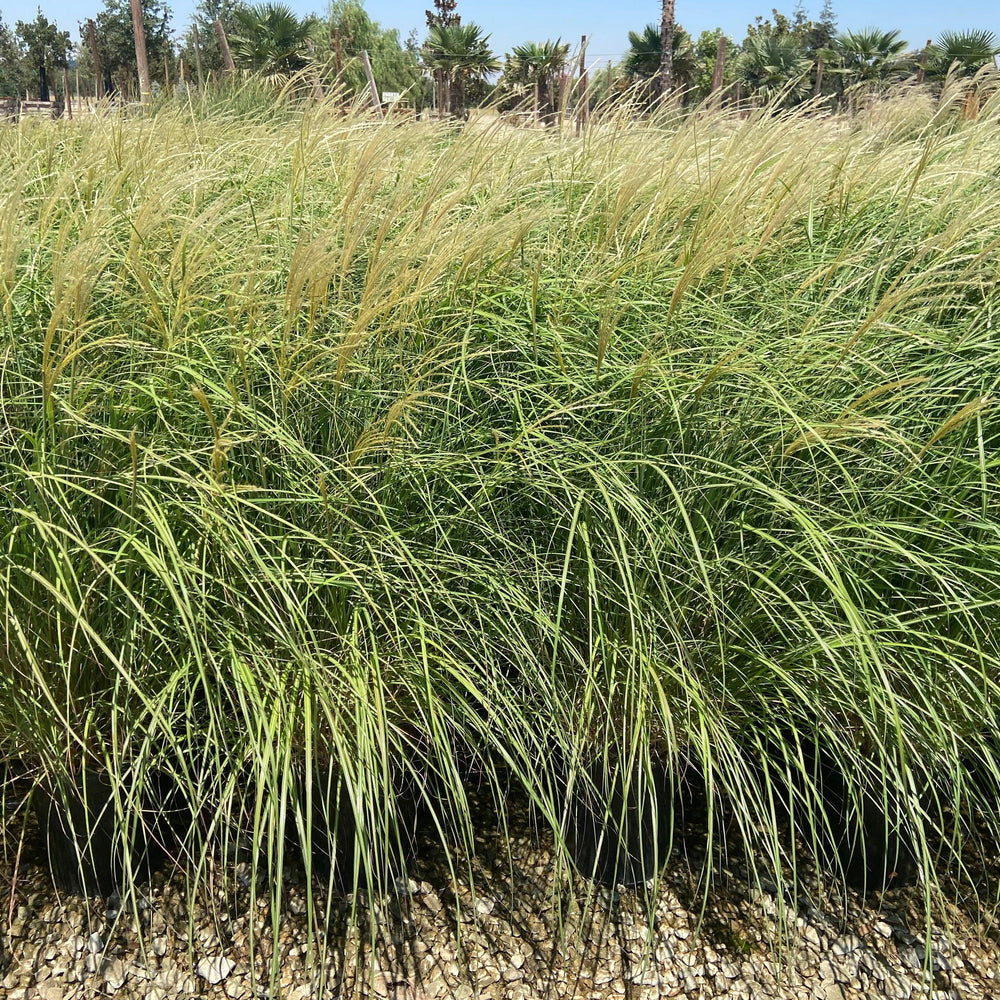 
                      
                        Dwarf Maiden Grass - Miscanthus Sinensis Adagio - Pulled Nursery
                      
                    