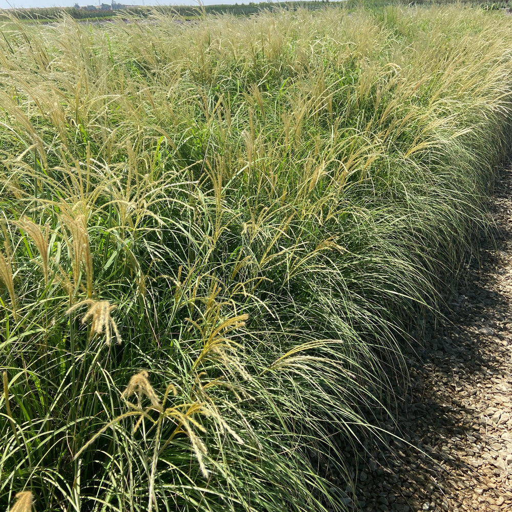 
                      
                        Dwarf Maiden Grass - Miscanthus Sinensis Adagio - Pulled Nursery
                      
                    