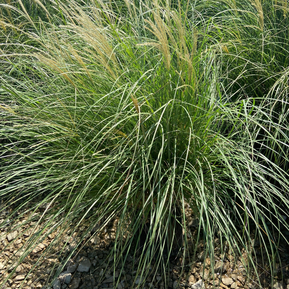 
                      
                        Dwarf Maiden Grass - Miscanthus Sinensis Adagio - Pulled Nursery
                      
                    