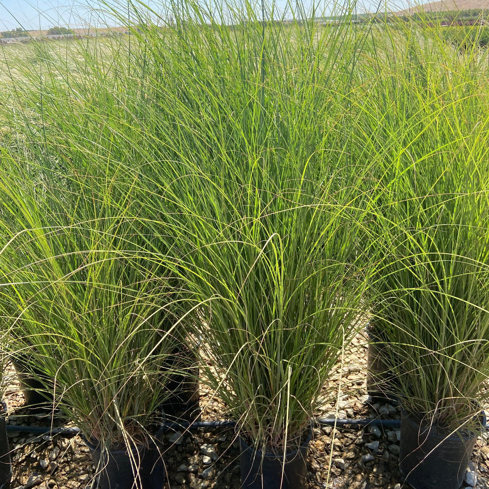 Variegated Maiden Grass - Miscanthus Gracillimus - Pulled Nursery