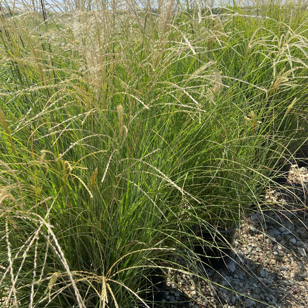 Variegated Maiden Grass - Miscanthus Gracillimus - Pulled Nursery