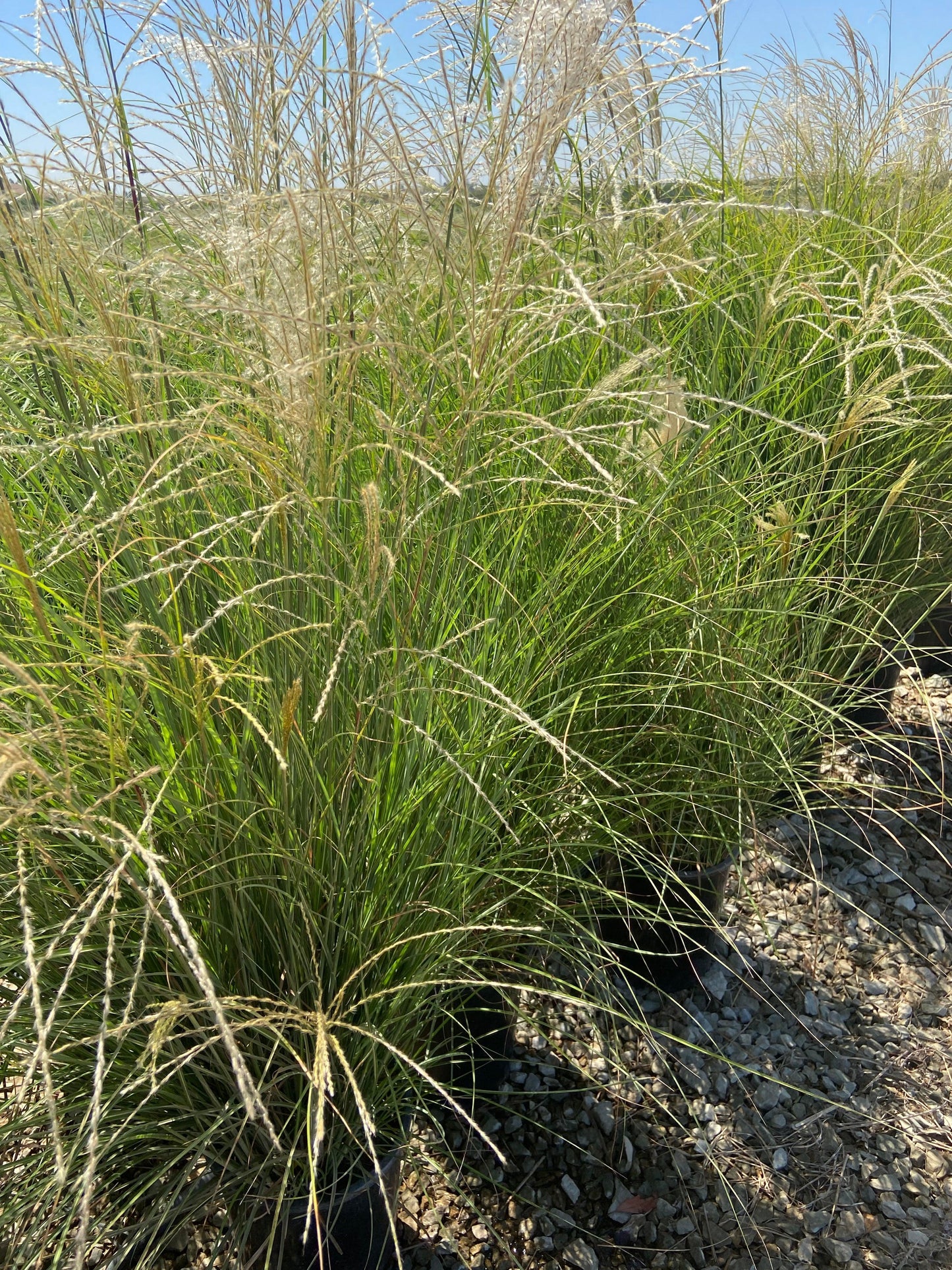 Variegated Maiden Grass - Miscanthus Gracillimus - Pulled Nursery