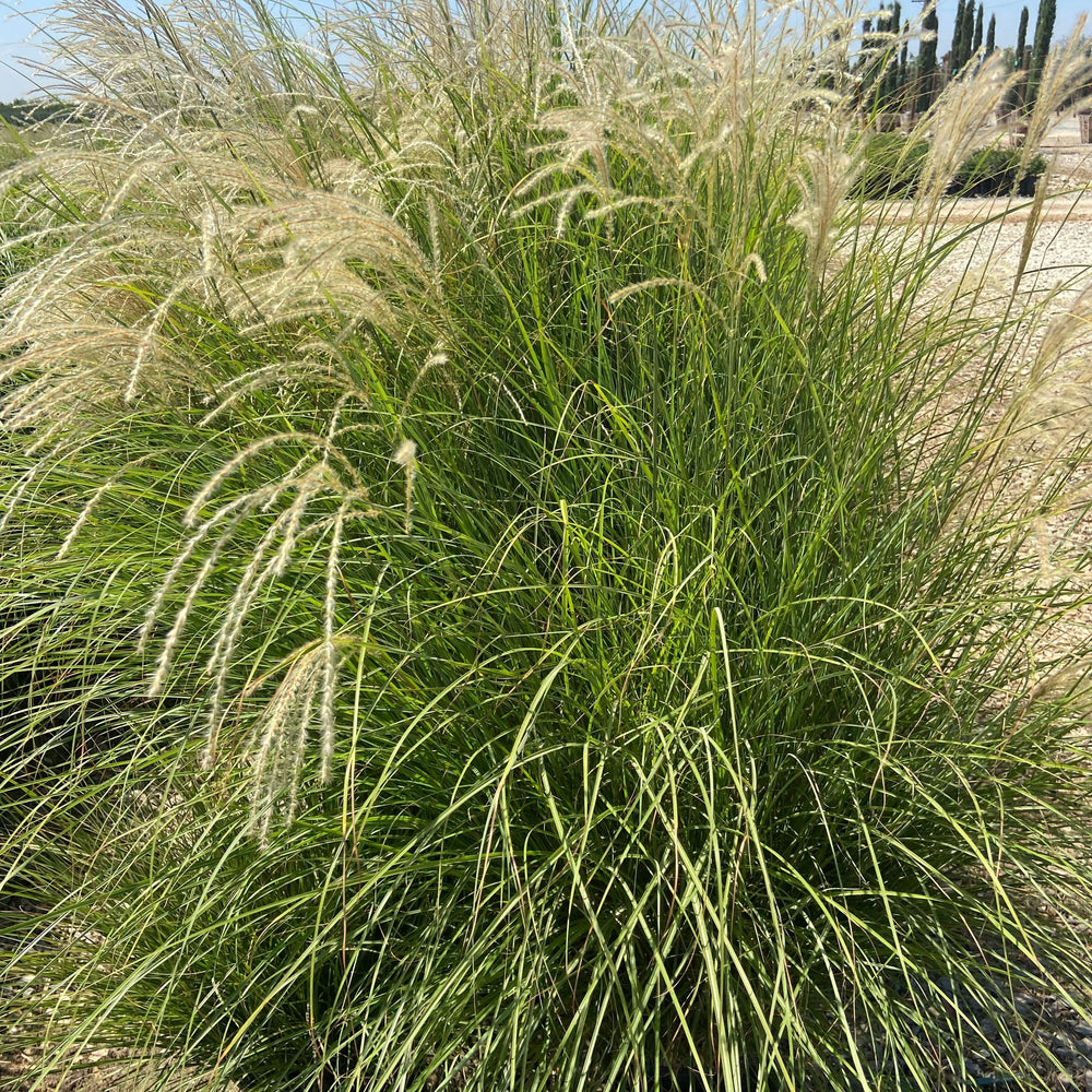 
                      
                        Variegated Maiden Grass - Miscanthus Gracillimus - Pulled Nursery
                      
                    