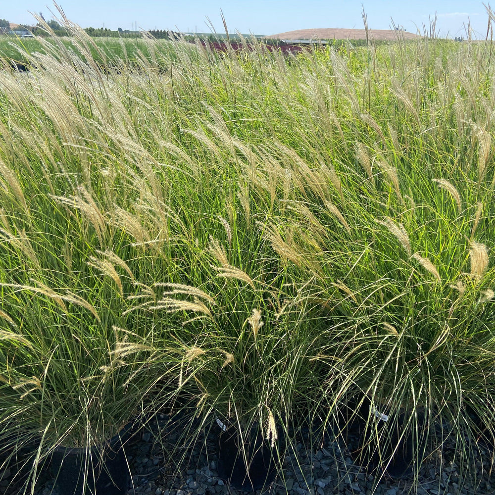 
                      
                        Dwarf Maiden Grass - Miscanthus Sinensis Yaku Jima - Pulled Nursery
                      
                    