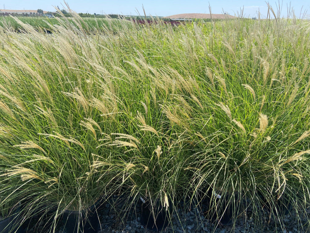 Dwarf Maiden Grass - Miscanthus Sinensis Yaku Jima - Pulled Nursery