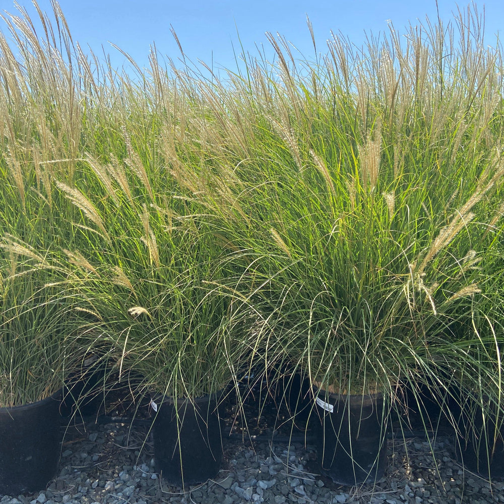 
                      
                        Dwarf Maiden Grass - Miscanthus Sinensis Yaku Jima - Pulled Nursery
                      
                    