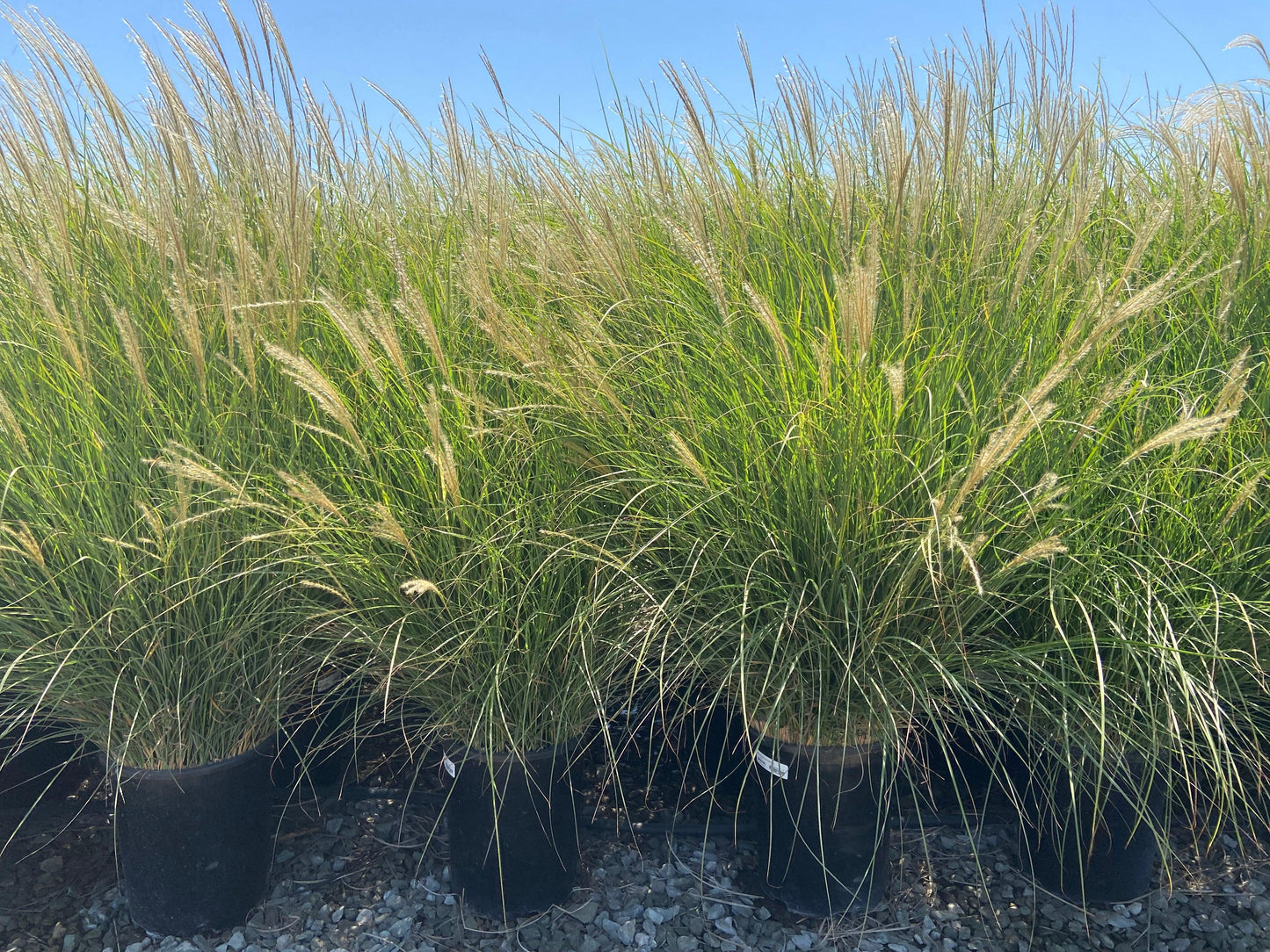 Dwarf Maiden Grass - Miscanthus Sinensis Yaku Jima - Pulled Nursery