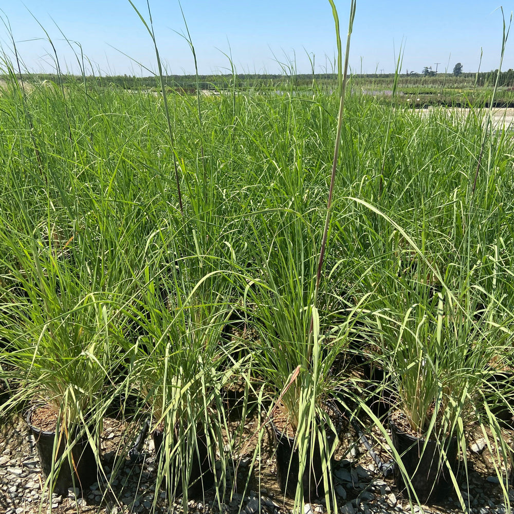 
                      
                        Northern Pampas Grass - Saccharum Ravennae - Pulled Nursery
                      
                    