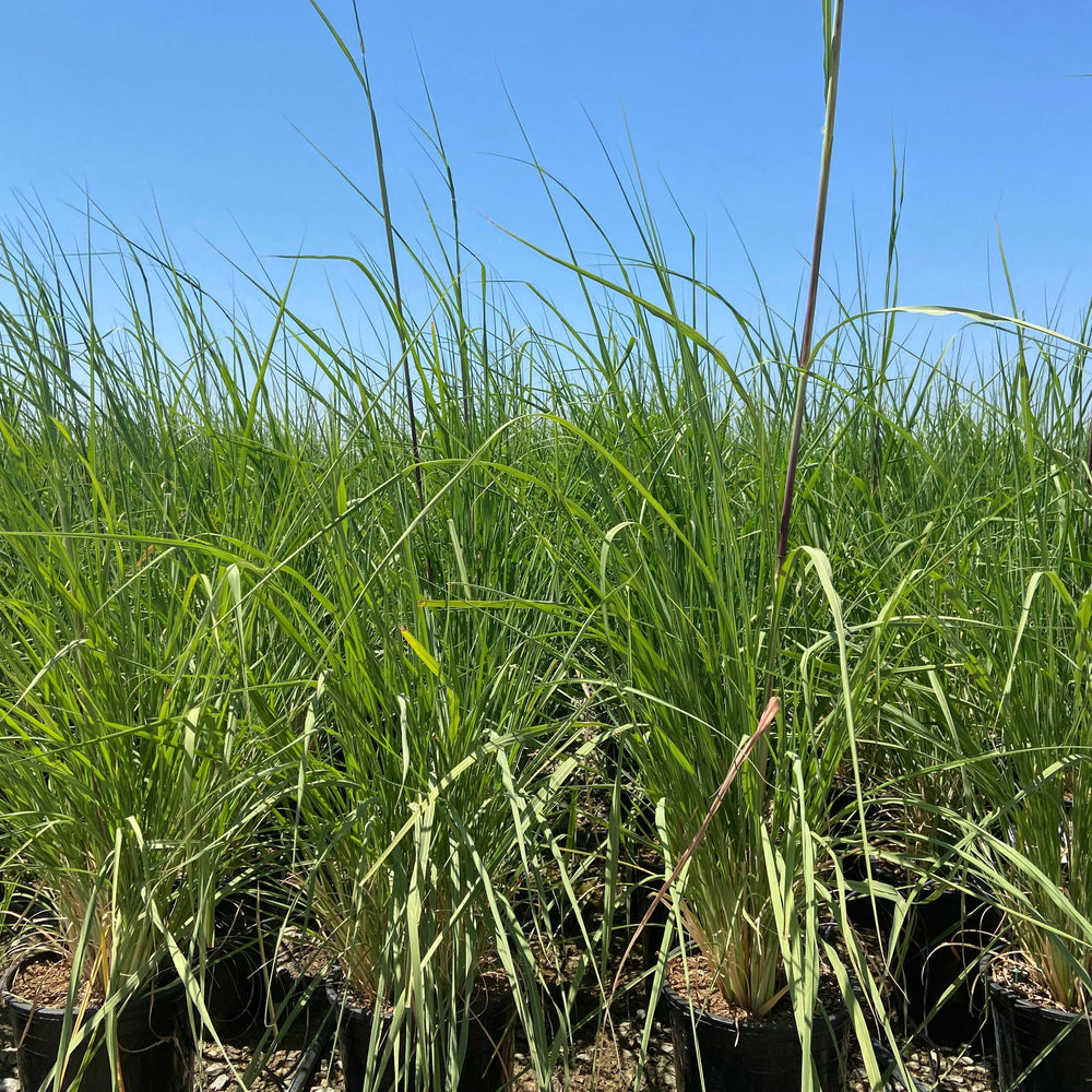 
                      
                        Northern Pampas Grass - Saccharum Ravennae - Pulled Nursery
                      
                    