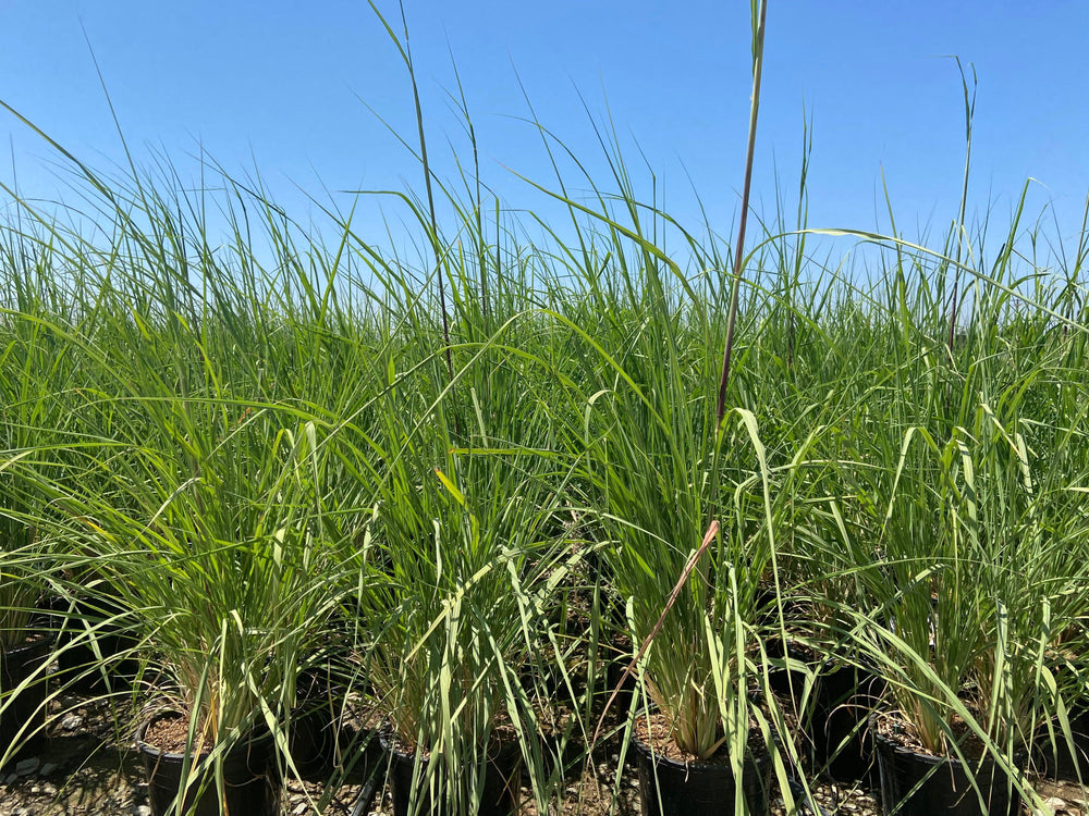 Northern Pampas Grass - Saccharum Ravennae - Pulled Nursery