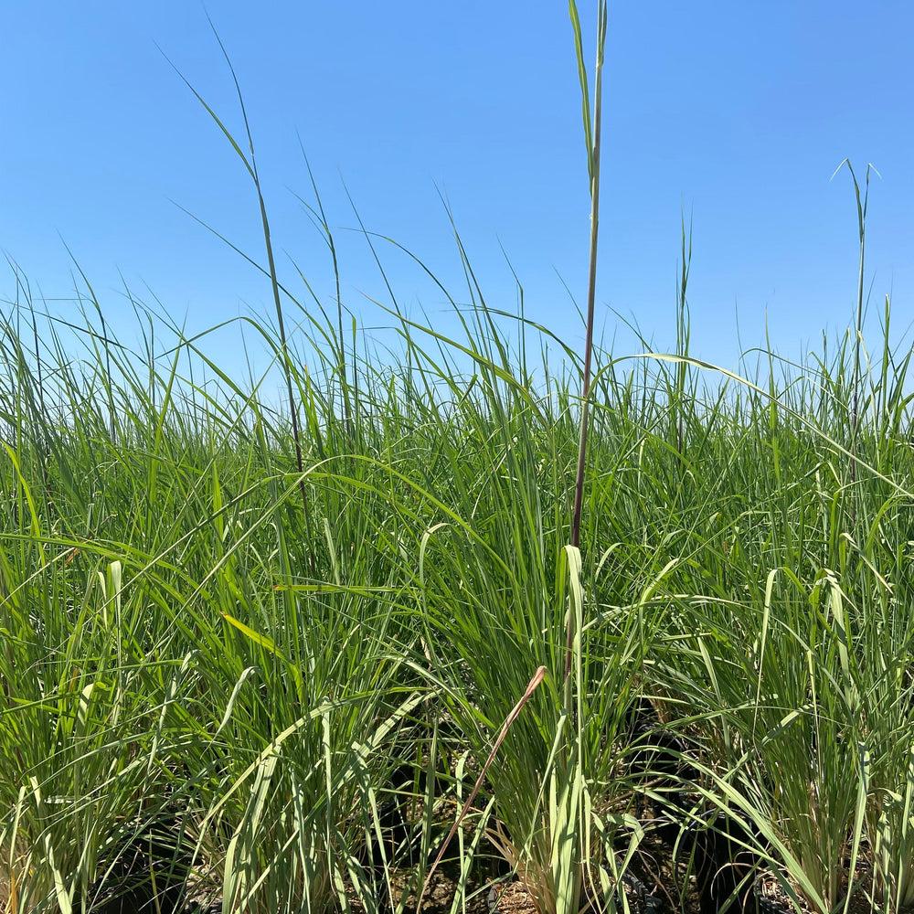 
                      
                        Northern Pampas Grass - Saccharum Ravennae - Pulled Nursery
                      
                    