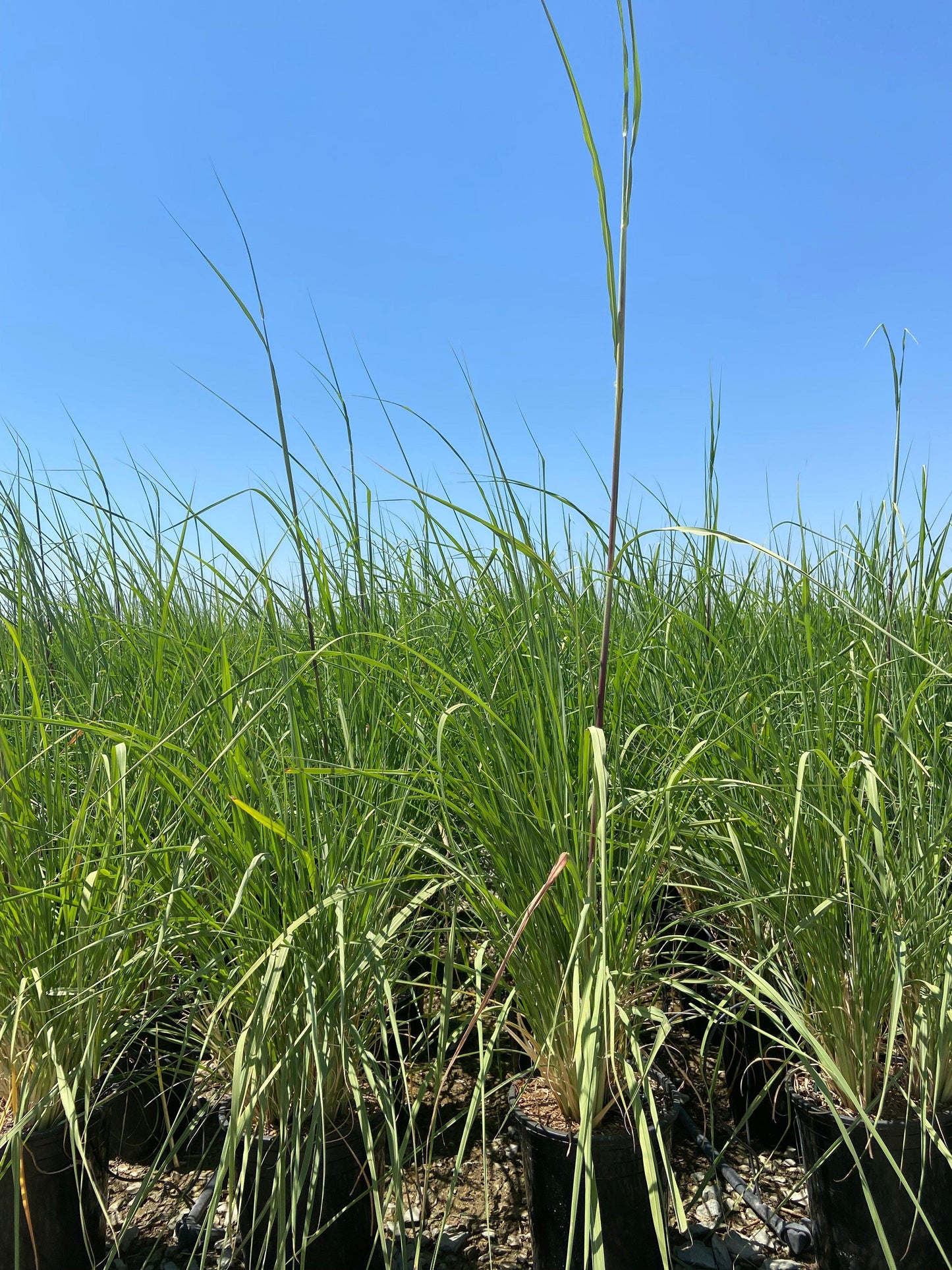 Northern Pampas Grass - Saccharum Ravennae - Pulled Nursery