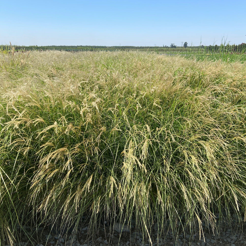 
                      
                        Little Kitten Maiden Grass - Miscanthus Sinensis Little Kitten - Pulled Nursery
                      
                    