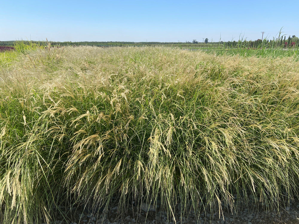 Little Kitten Maiden Grass - Miscanthus Sinensis Little Kitten - Pulled Nursery