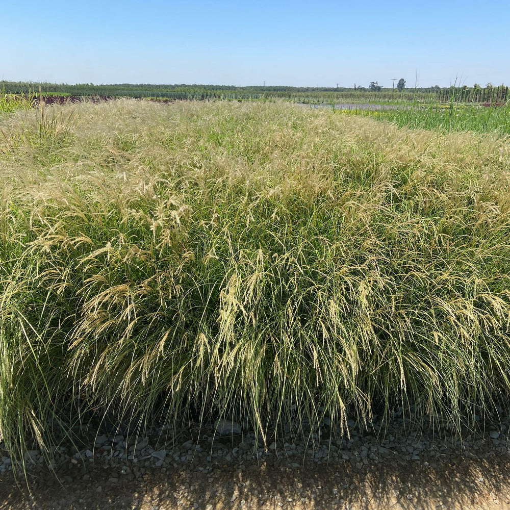 
                      
                        Little Kitten Maiden Grass - Miscanthus Sinensis Little Kitten - Pulled Nursery
                      
                    