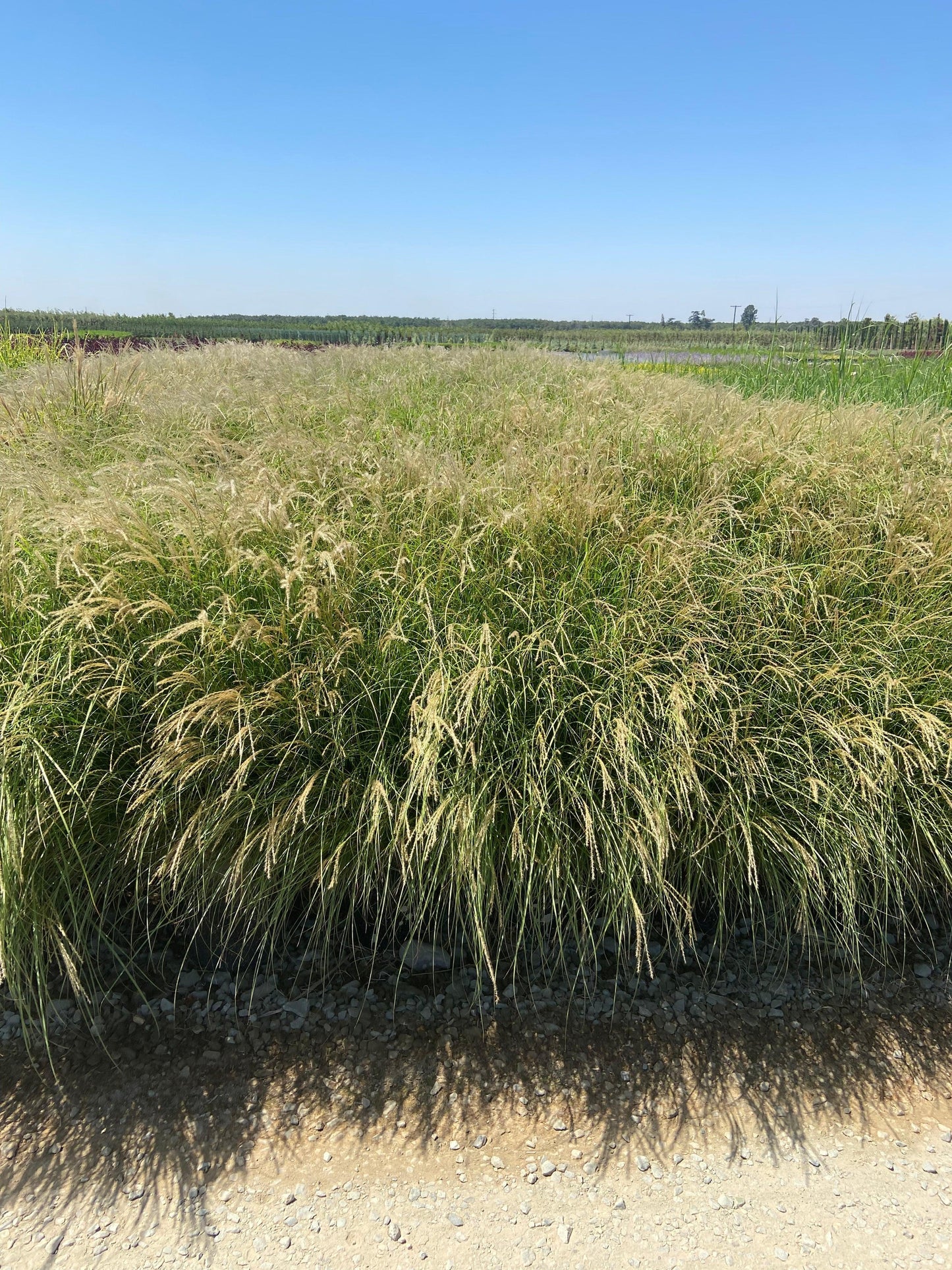 Little Kitten Maiden Grass - Miscanthus Sinensis Little Kitten - Pulled Nursery