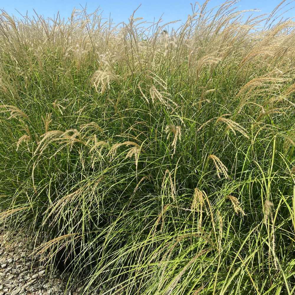 
                      
                        Little Kitten Maiden Grass - Miscanthus Sinensis Little Kitten - Pulled Nursery
                      
                    