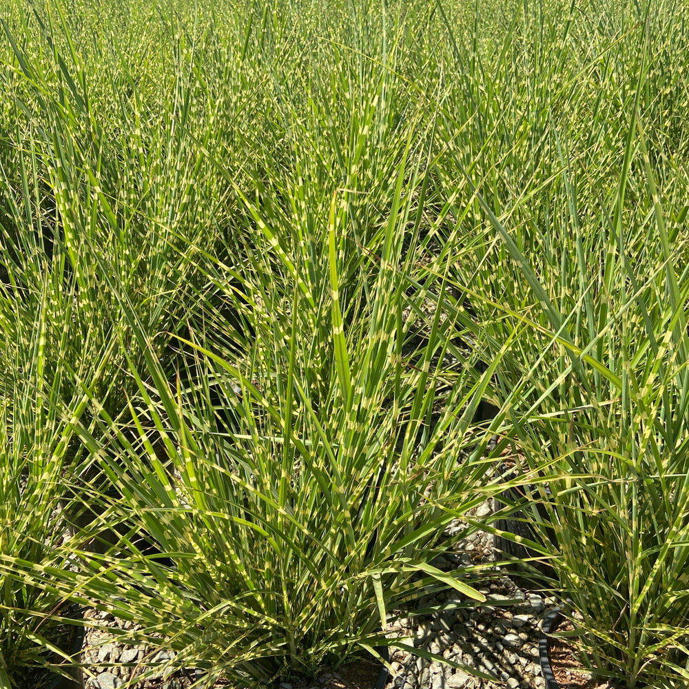 
                      
                        Porcupine Grass - Miscanthus Sinensis Strictus - Pulled Nursery
                      
                    