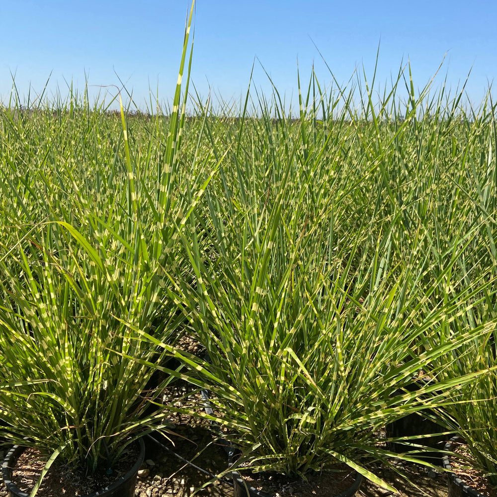 Porcupine Grass - Miscanthus Sinensis Strictus - Pulled Nursery