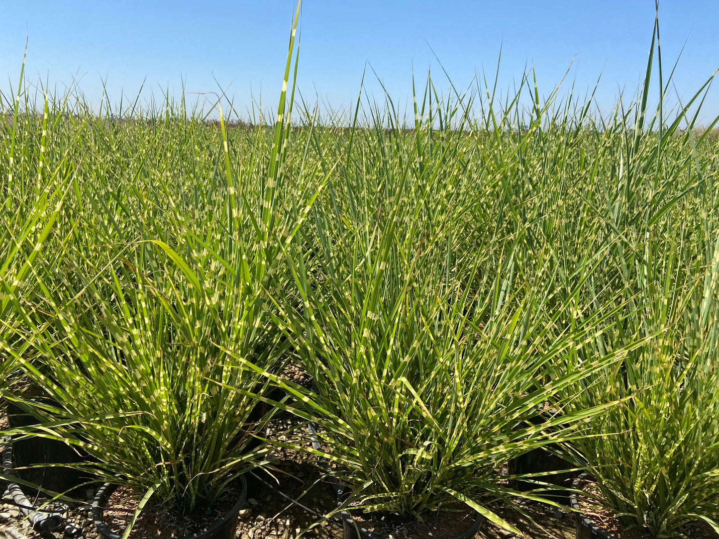 Porcupine Grass - Miscanthus Sinensis Strictus - Pulled Nursery